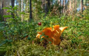 Orangefarbener Pilz und rote Beere zwischen Pflanzen im Kiefernwald