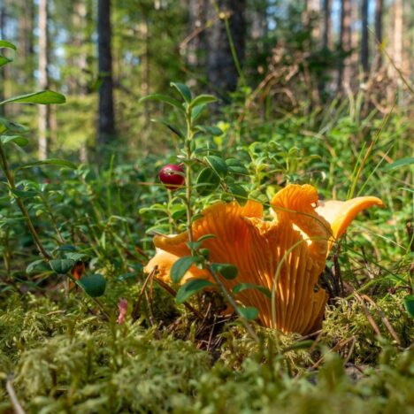 Wilde Fermentation zu Hause: Wie Sie Mikroorganismen sicher für sich arbeiten lassen