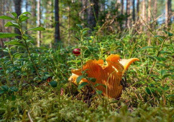 Orangefarbener Pilz und rote Beere zwischen Pflanzen im Kiefernwald