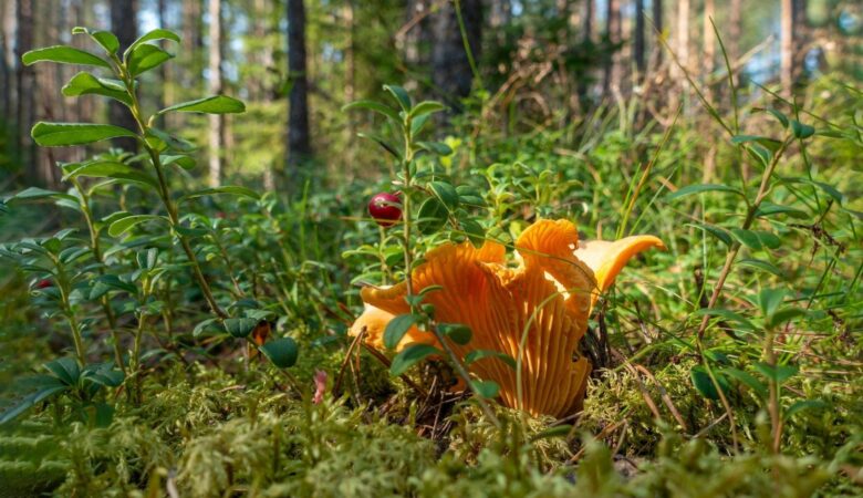 Orangefarbener Pilz und rote Beere zwischen Pflanzen im Kiefernwald